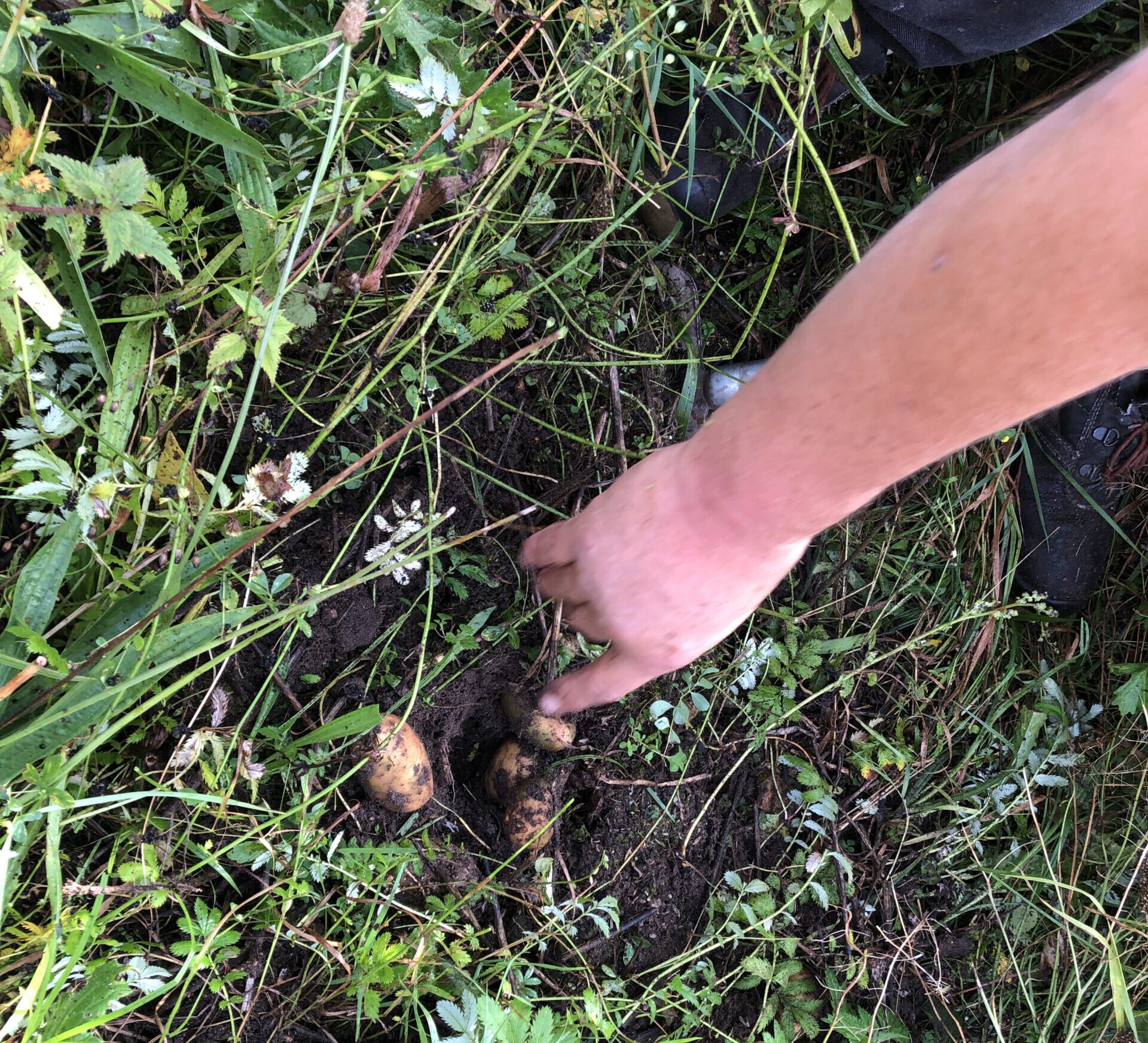 Mehr über den Artikel erfahren 5. und 6. Klassen pflanzen, ernten und kochen Kartoffeln